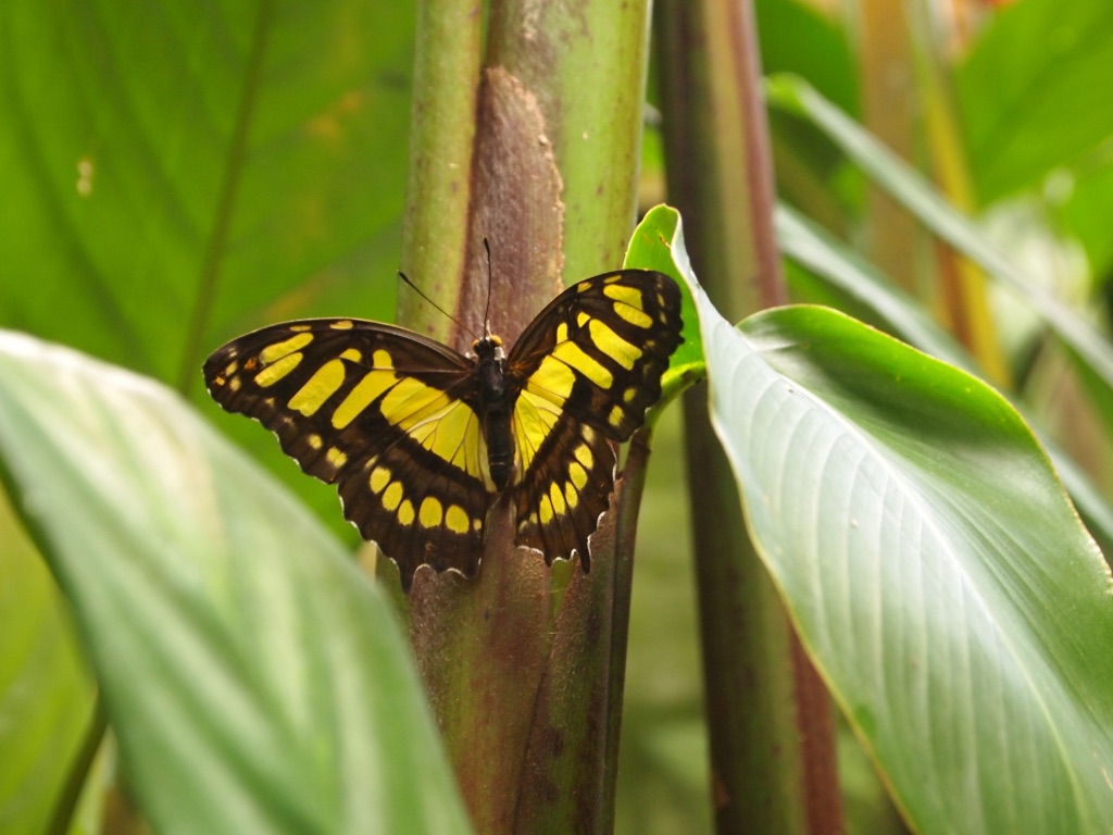 Butterfly, Costa Rica | © Michelle A. Chin