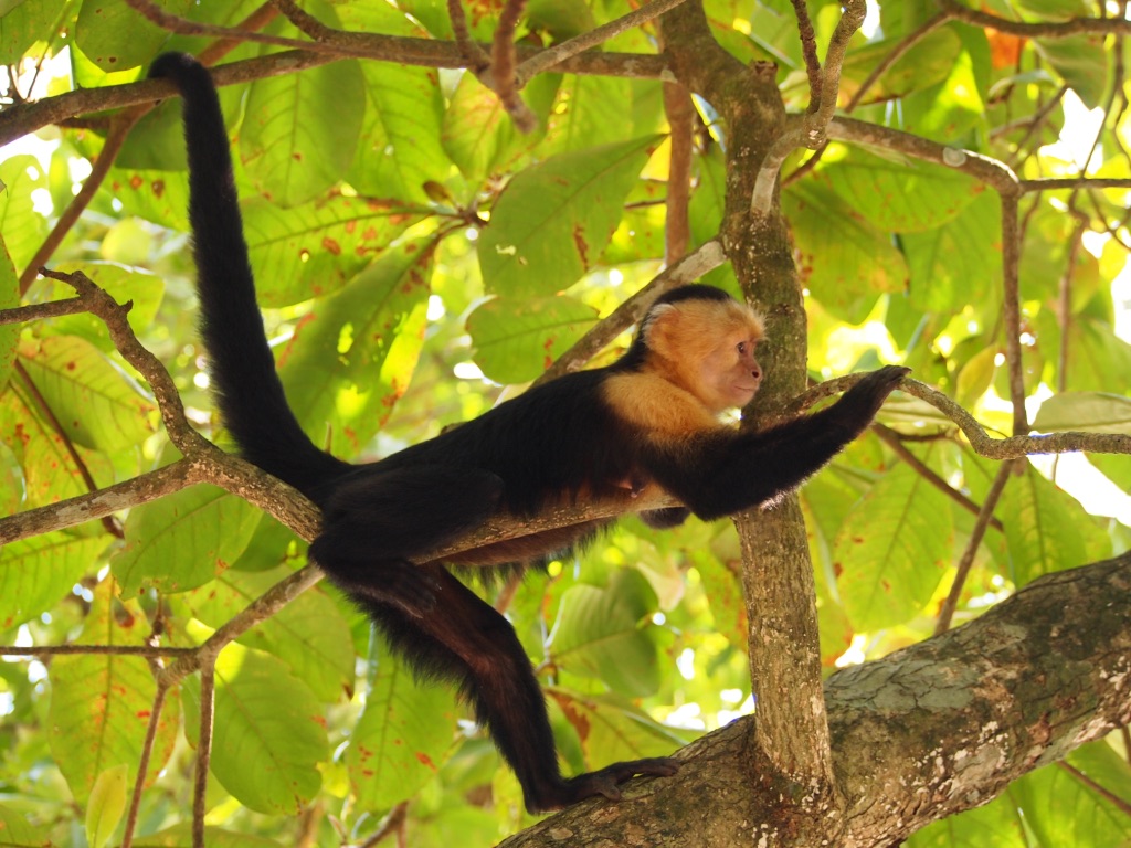Monkey, Costa Rica | © Michelle A. Chin